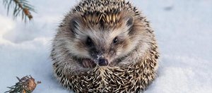 Как провести выходные: забег доверия, кофейная живопись и День ежа