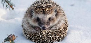 Как провести выходные: забег доверия, кофейная живопись и День ежа