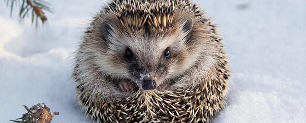 Как провести выходные: забег доверия, кофейная живопись и День ежа