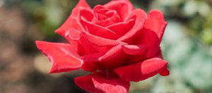 Без банальностей: выбираем подарки на 8 Марта