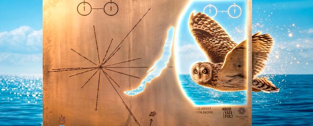 События недели: звездная пластина, выстрел в колено и птичка Истеричка