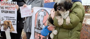 Гуманность или безопасность? В Иркутске зоозащитники устроили митинг против эвтаназии бродячих собак