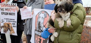 Гуманность или безопасность? В Иркутске зоозащитники устроили митинг против эвтаназии бродячих собак