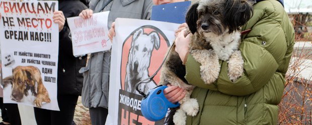 Гуманность или безопасность? В Иркутске зоозащитники устроили митинг против эвтаназии бродячих собак