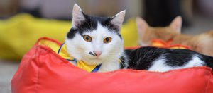 С заботой о питомцах и людях: в Иркутске открывается «Умный зоомагазин» с большим сердцем