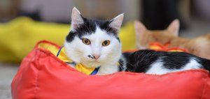 С заботой о питомцах и людях: в Иркутске открывается «Умный зоомагазин» с большим сердцем