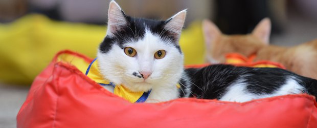 С заботой о питомцах и людях: в Иркутске открывается «Умный зоомагазин» с большим сердцем