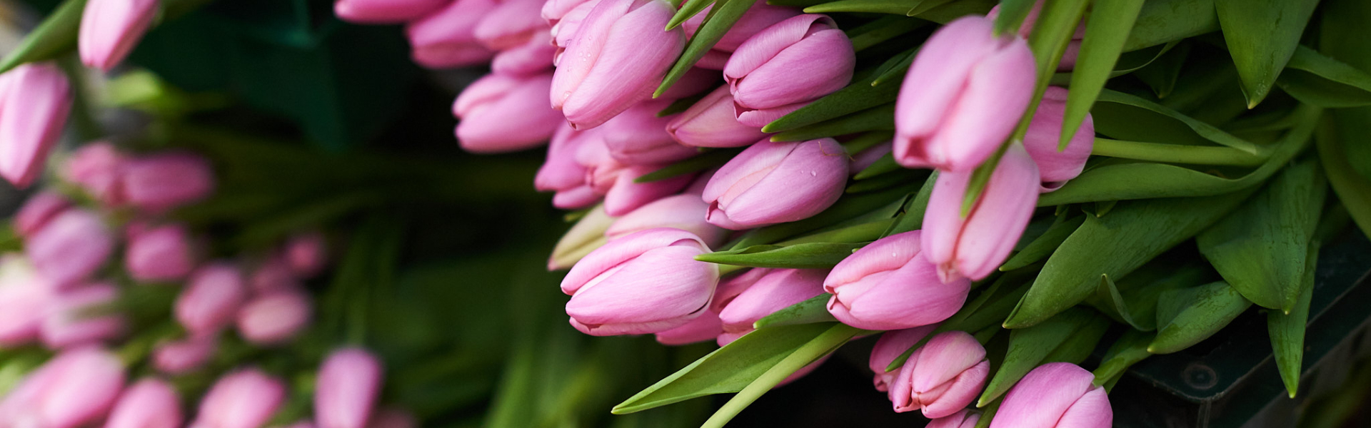 Личного счастья и исполнения желаний: поздравления с 8 Марта для женщин Иркутской области