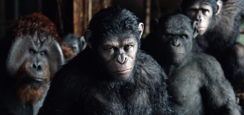 В иркутский прокат вышел фильм «Планета обезьян. Революция» — зрелищный блокбастер, преисполненный обезьяньего шовинизма.
