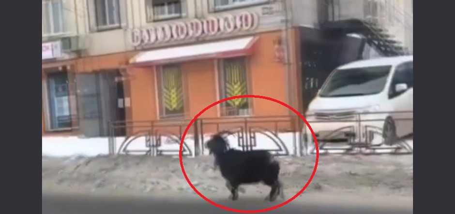 Автохам: козел на дороге