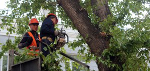 Почему в Иркутске вырубают деревья? Отвечает мэрия