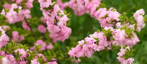 Цветение сакуры в Иркутском ботаническом саду