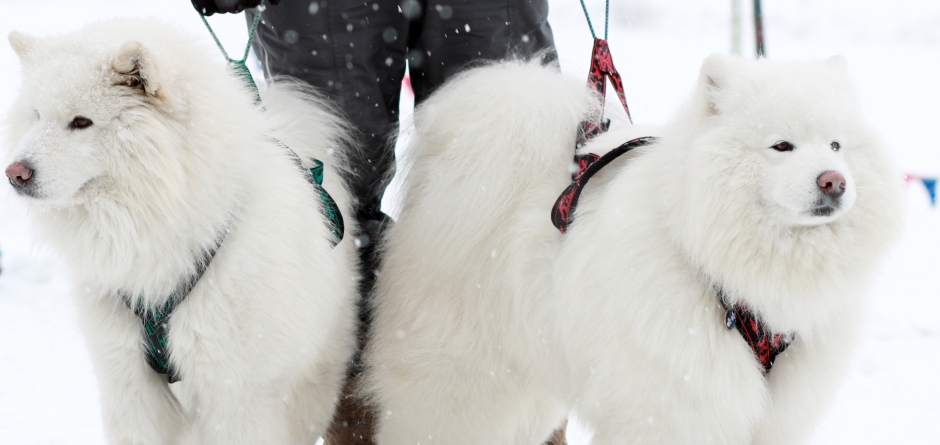 Соревнования Mamay Snow Race состоялись 18 февраля.