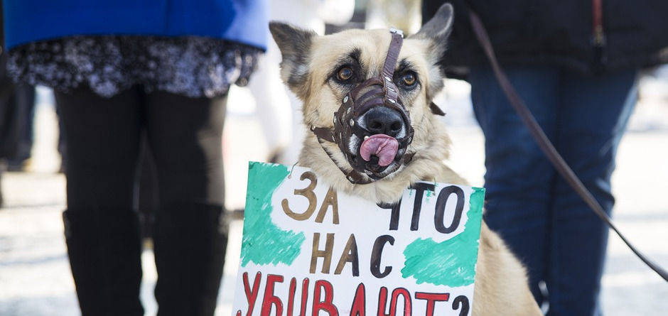 Акция протеста прошла в Иркутске 6 ноября.