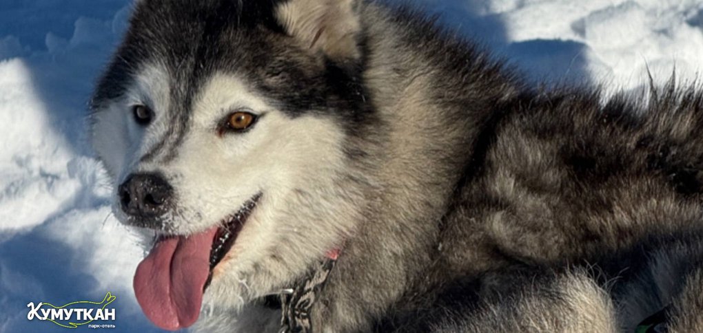 Мероприятие собрало три тысячи гостей.