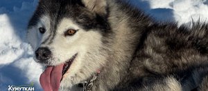 Фестиваль «Снежная открытка» на Байкале в 2026 году: фоторепортаж