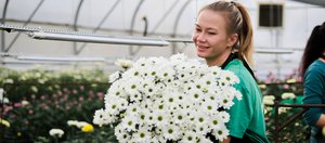 Белые, жёлтые, бордовые: в Горзеленхозе вырастили коллекцию хризантем