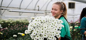Белые, жёлтые, бордовые: в Горзеленхозе вырастили около 20 сортов хризантем