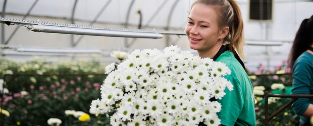 Белые, жёлтые, бордовые: в Горзеленхозе вырастили около 20 сортов хризантем