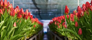 К весне готовы! В «Горзеленхозе» к 8 Марта вырастили более миллиона тюльпанов