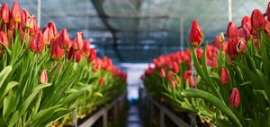 К весне готовы! В «Горзеленхозе» к 8 Марта вырастили более миллиона тюльпанов
