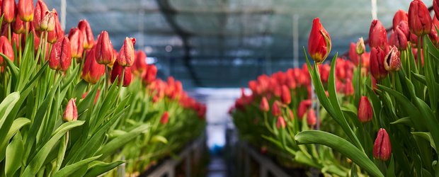 К весне готовы! В «Горзеленхозе» к 8 Марта вырастили более миллиона тюльпанов