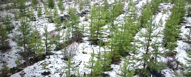 Фонд «Подари планете жизнь» провел аэросъемку посаженных в 2025 году деревьев