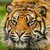 TiGeR_38